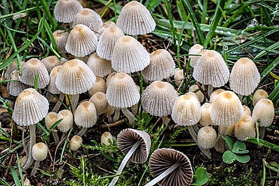 Coléoptère des champignons: espèces, description