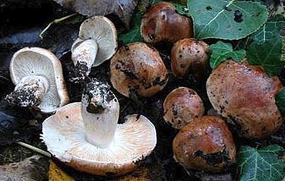Sandbox mushroom: description, habitats, species, cooking recipes