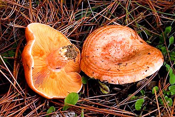 Ryzhik mushroom: description, places of growth, types, cooking recipes