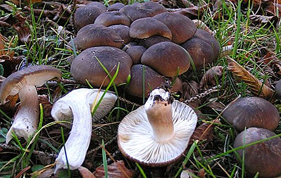 Mushroom ryadovka: description, places of growth, twins, recipe of cooking