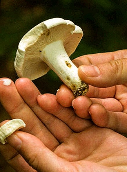 Squeaky Mushroom: kenmerken, groei, eetbaarheid, kookreceptuur