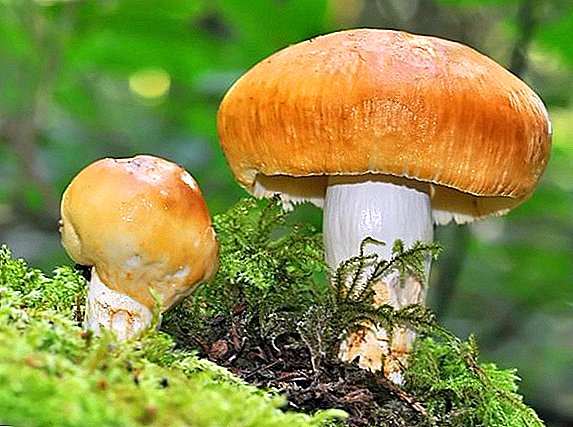 Valui-paddenstoel: eetbaar of niet
