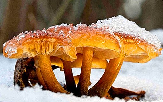 Winter fungus mushroom (flammulin velvet gland): description, recipes, photos
