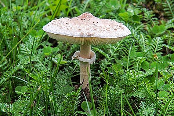 Mushroom umbrella how to recognize edible and not get on the twin