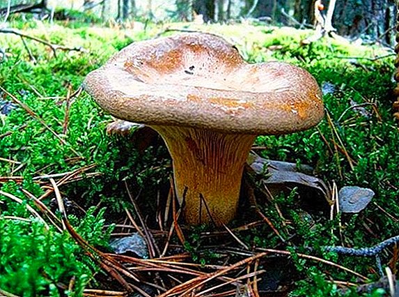 Cogumelos Dunka: comestíveis ou não