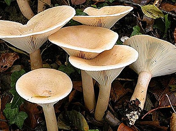 Talking Mushrooms: kenmerken en belangrijke vertegenwoordigers van het geslacht
