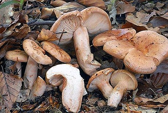 Cogumelos Mlechniki: espécie, descrição