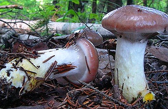 Mokruhi-paddenstoelen: vuren, gevlekt, paars, roze