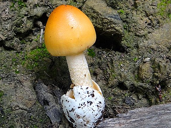 Cockerel mushrooms (chickens): photo and description