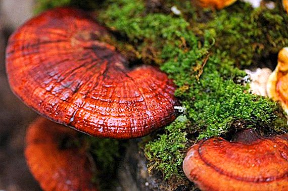Reishi mushrooms: medicinal properties and growing at home
