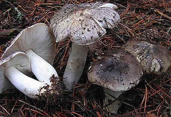 Cerises aux champignons (gris): description botanique, propriétés utiles et recettes
