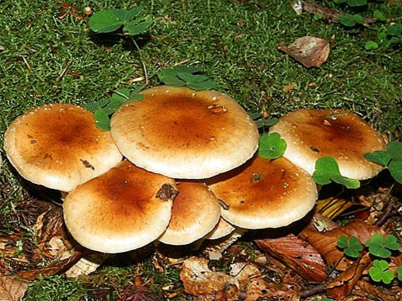 Podmíněně jedlé houby: seznam běžných