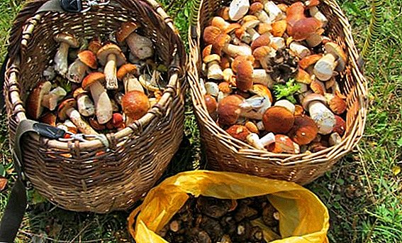 Cogumelos nos subúrbios - que são comestíveis