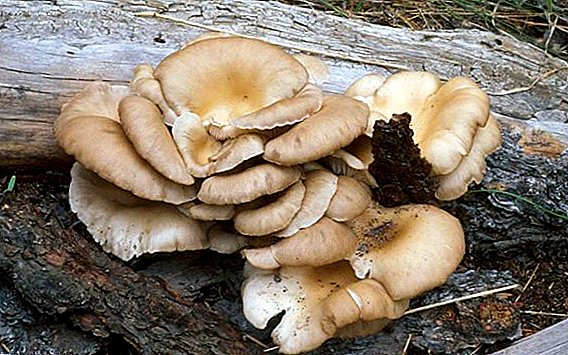Oyster mushrooms: common species
