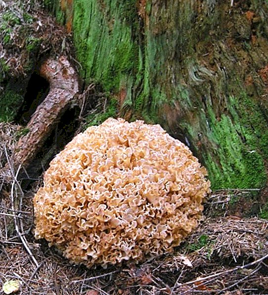 Curly griffin (ram mushroom): edible or not