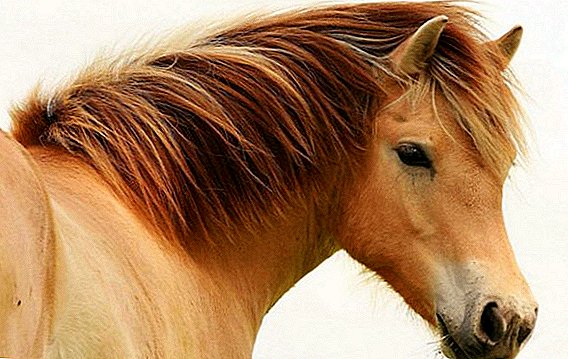 Horse Mane: Funktioner och Korrekt Care