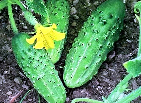 Cucumber: the right method of growing