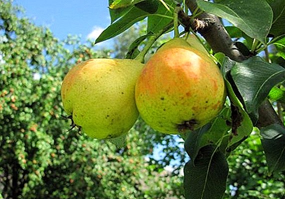 Pear Children's: description of the variety, planting and care