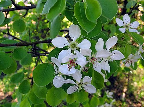 Päron "Elena": Fördelar och nackdelar med sorter, plantering och vård