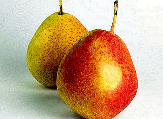 Pear "Trout": characteristics and cultivation agrotechnics