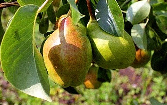 Pear "Kyrgyz Winter": characteristics, cultivation agrotechnics