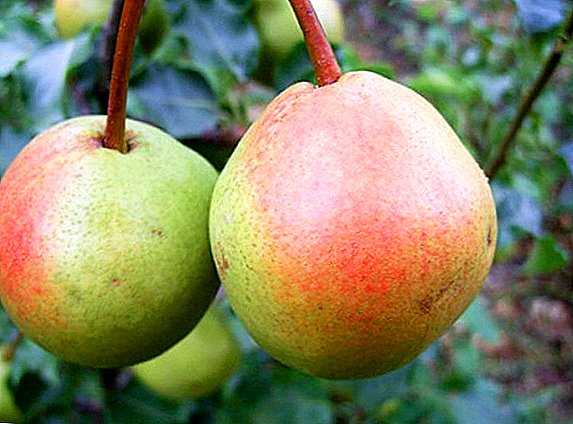 Pear "Red-sided": characteristics, secrets of successful cultivation