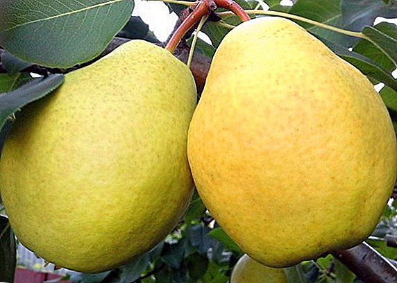Pear "Larinskaya": characteristics, secrets of successful cultivation