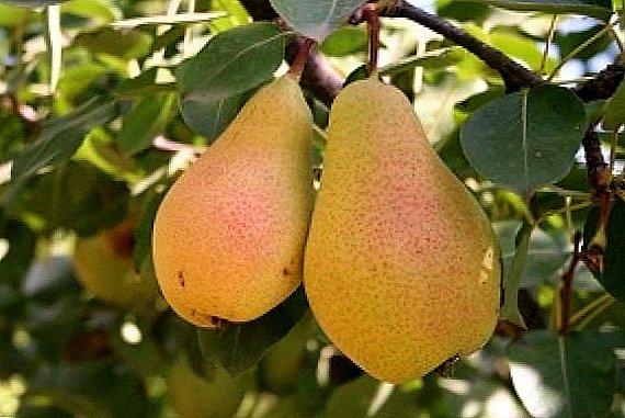 Pear Forest Beauty