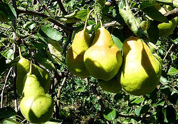 Pear "Honey": characteristics, cultivation agrotechnics