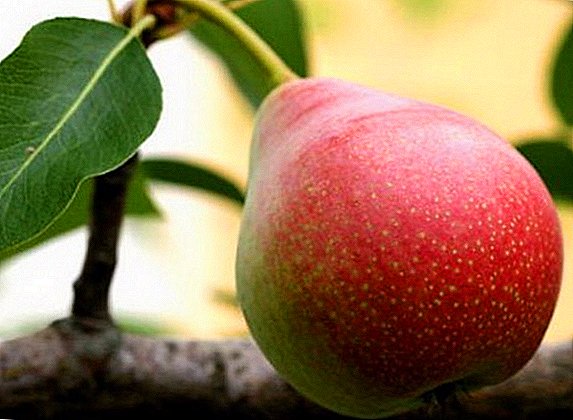 Pear "Marble": the characteristic of a grade and the agrotechnology of cultivation