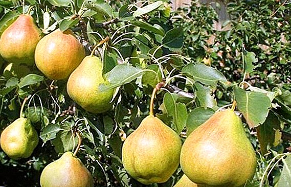 Pear "Permyachka": caracteristici, secrete de cultivare de succes