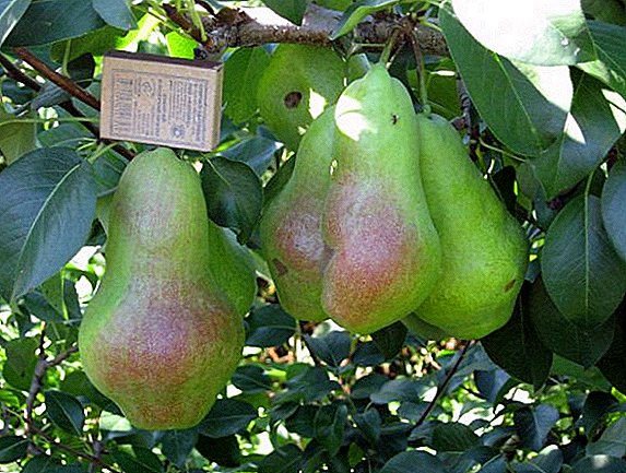 Pear "Perun": karakteristik, rahasia kultivasi yang sukses