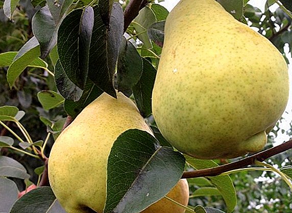 Pear "Just Maria": characteristics, pros and cons
