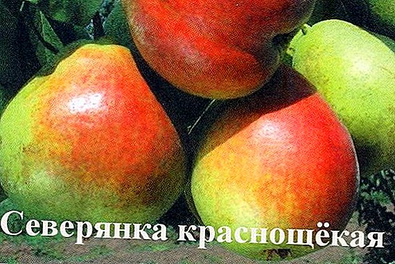 Pear "Severyanka red-cheeked": characteristics, pros and cons