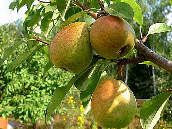 Pear "Severyanka": description, care, advantages and disadvantages of the variety