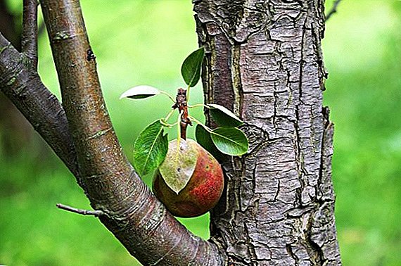 Pear varieties "Nika": the correct fit and characteristics of care