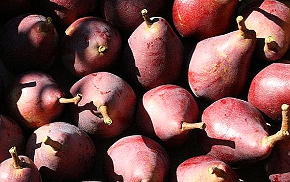 Pear "Starkrimson": characteristics, advantages and disadvantages