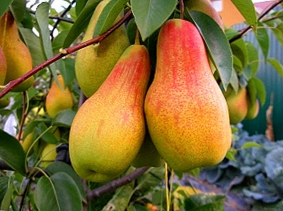 Pear Talgar beauty