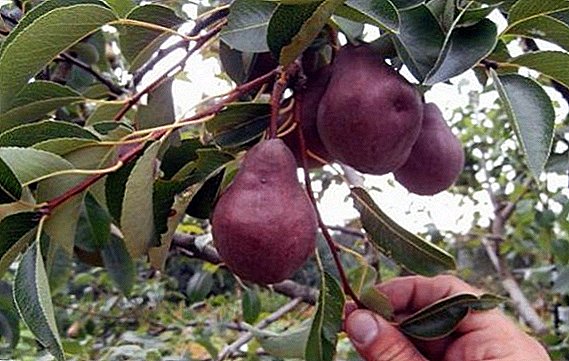 Pear "Williams red": characteristics, pros and cons