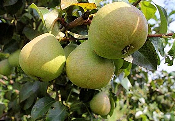Pear "Zaveya": characteristics, advantages and disadvantages