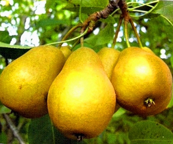 Pears: which varieties are suitable for planting in the middle lane?