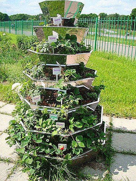 Pyramide des rangées de fraises: description, avantages, système de production