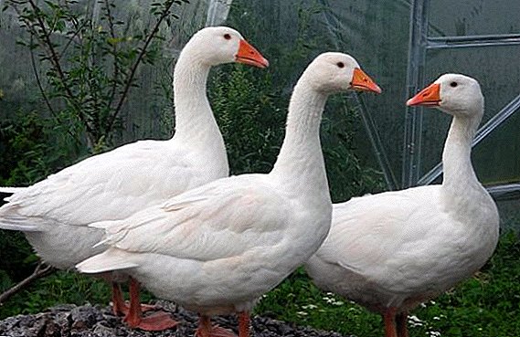 Goose Danish Legart: breed description