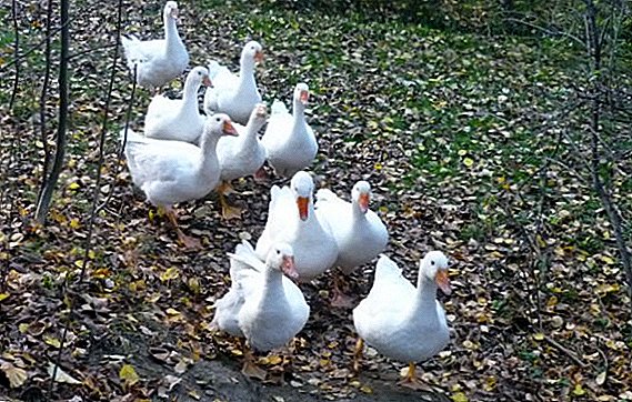 Gubernatorial geese breed: features of breeding at home