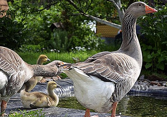 Geese - the best breed for home keeping