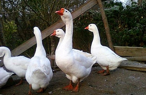 Lind breed geese: breeding features at home