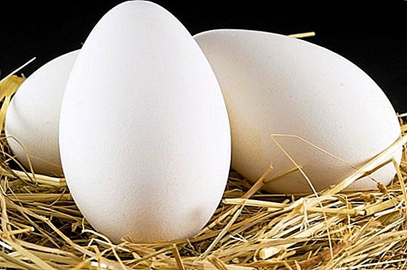 Goose eggs: what is different from chicken, how useful, how to cook