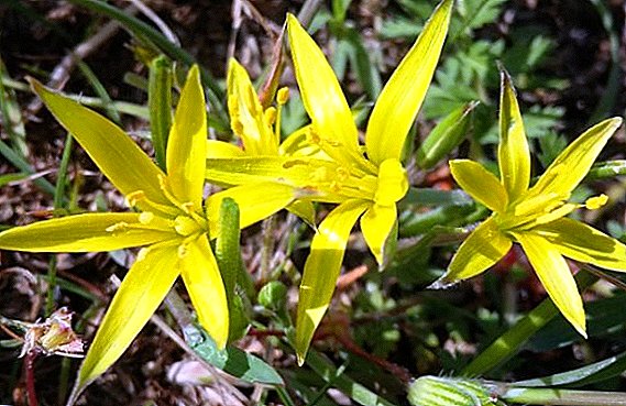 أوزة البصل أو قطرة الثلج الصفراء: زراعة زهرة الربيع في البلاد