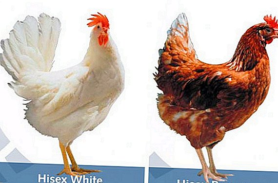 Hisex Brown and Haysex White: characteristics, advice on keeping and breeding