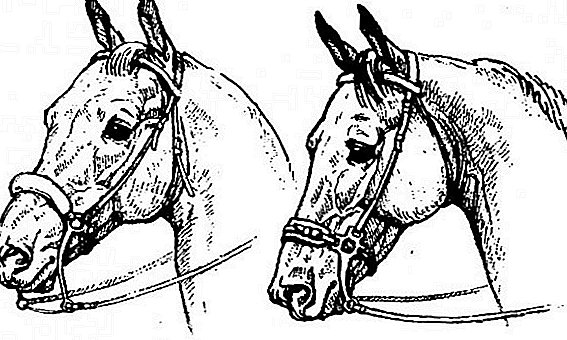 Hakamora voor paard